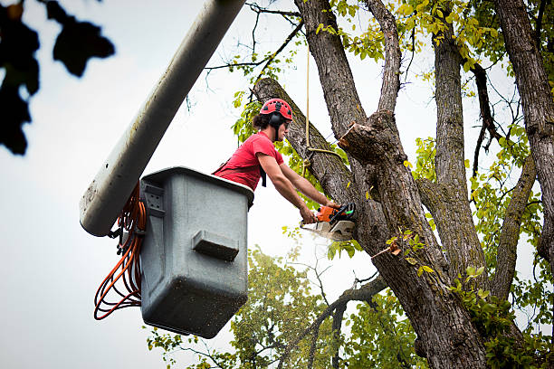 Best Storm Damage Tree Cleanup  in Chester, SC